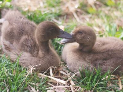 Hatching Eggs in the Wintertime Image